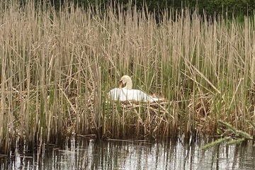 Broedende zwaan biotoop hole 15- hole 17