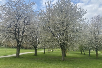 Bloeiende kers hole 4 - hole 5 - hole 3