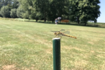 insectenleven-op-welderen