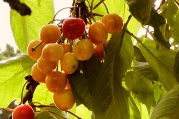 Kersen zijn in aantocht