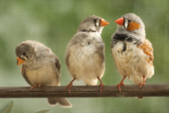 Roddels & Achterklap